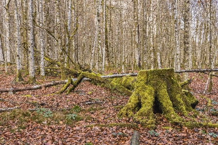 Woodland tree ecosystem forest Photo