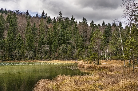 Foto Natura ecosistema
 selvaggia
 riserva naturale
