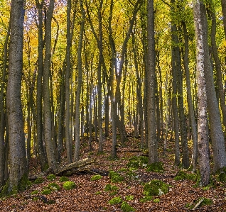 Woodland nature ecosystem forest Photo