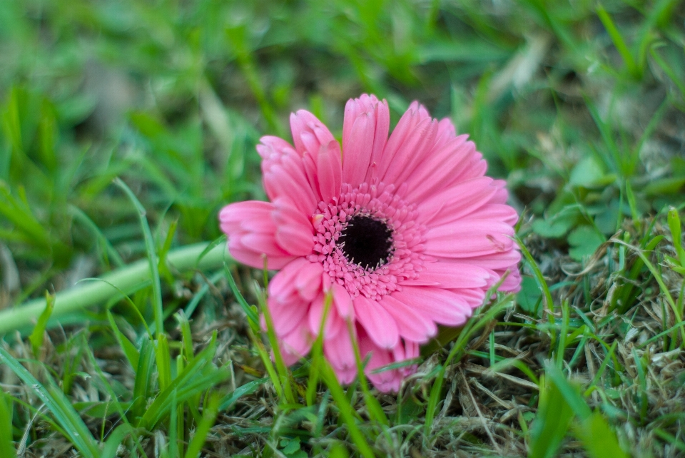 Kwiat zakład flora stokrotka rodzina
