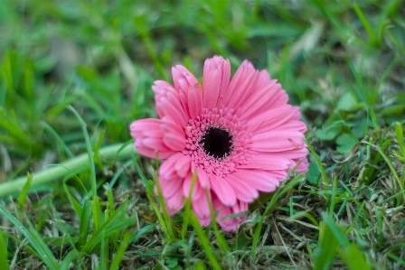 Blume anlage flora gänseblümchenfamilie
 Foto