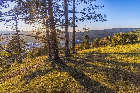 Foto Natura selvaggia
 ecosistema
 albero