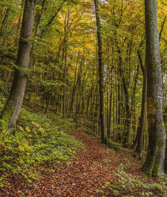 Bosque
 naturaleza bosque templado latifoliado y mixto
