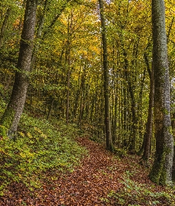 Woodland nature forest temperate broadleaf and mixed Photo