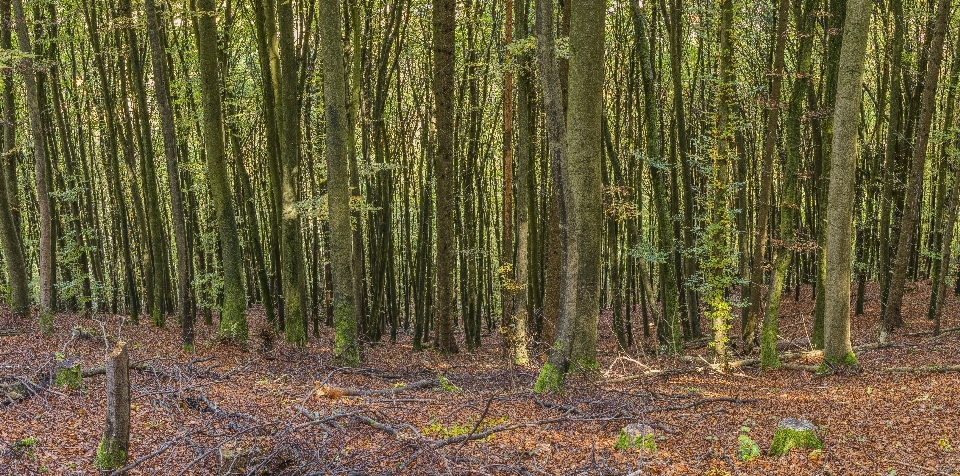 Ecosystem woodland forest grove