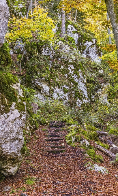 Nature woodland leaf vegetation