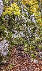 Nature woodland leaf vegetation Photo