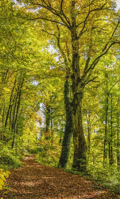 Bosco
 natura ecosistema
 albero