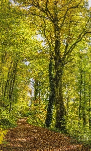 Woodland nature ecosystem tree Photo