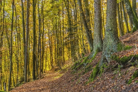 Woodland forest nature ecosystem Photo