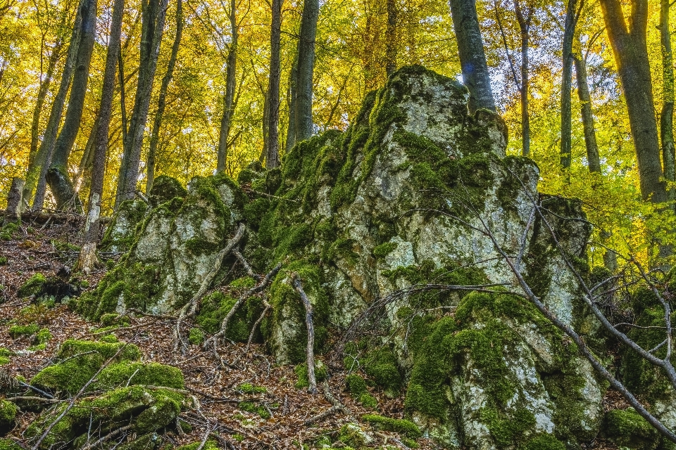 Ecosistema
 riserva naturale
 vegetazione foresta