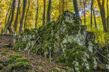 Foto Ecosistema
 riserva naturale
 vegetazione foresta