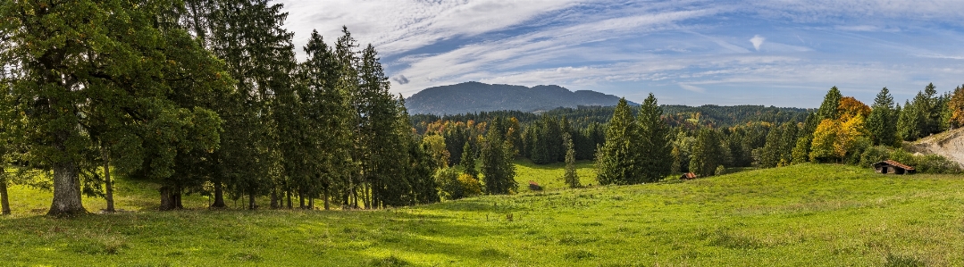 Foto Natura ecosistema
 selvaggia
 vegetazione