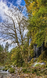 Foto Acqua natura foglia albero