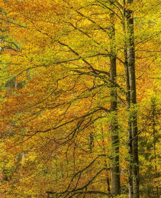 Natura foresta temperata di latifoglie e miste
 ecosistema
 giallo