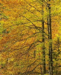 Foto Natura foresta temperata di latifoglie e miste
 ecosistema
 giallo