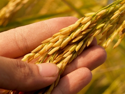 Field nature green rice Photo