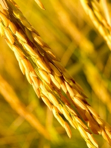 Field nature green rice Photo