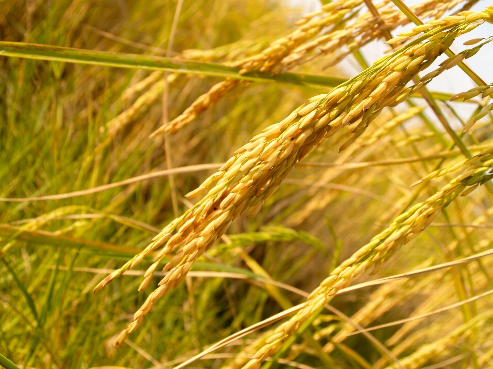 Field nature green rice