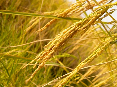 Field nature green rice Photo