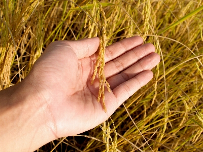 Field nature green rice Photo