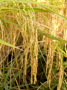 Field nature green rice Photo