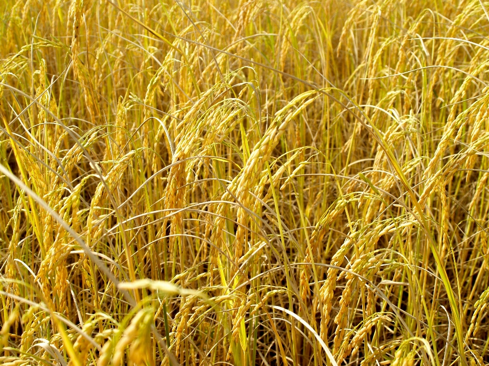 Field nature green rice