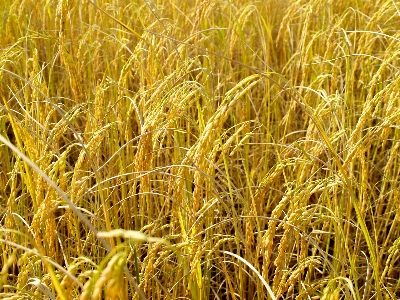 Field nature green rice Photo