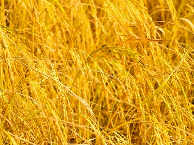 Field nature green rice Photo