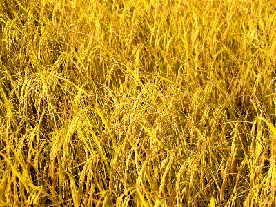 Field nature green rice Photo