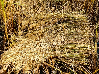 Field nature green rice Photo