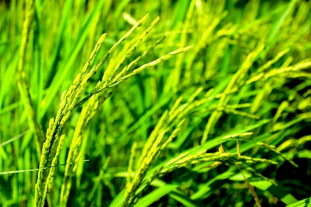 Rice green farm nature Photo