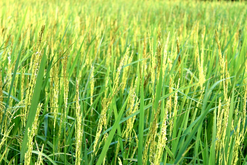 Rice green farm nature