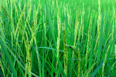 Rice green farm nature Photo