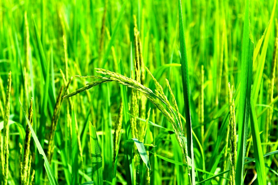 Rice green farm nature