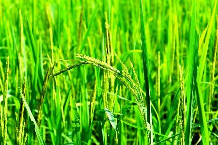 Rice green farm nature Photo