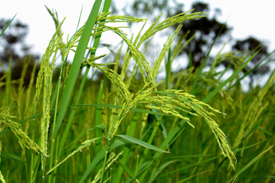 Rice green farm nature