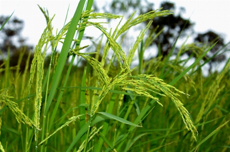 Rice green farm nature Photo