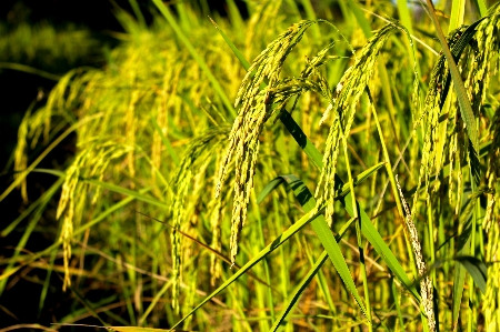 Rice green farm nature Photo