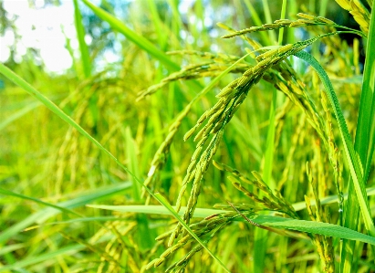 Rice green farm nature Photo