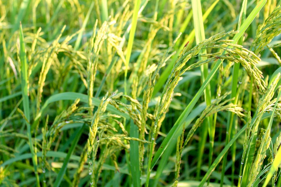 Rice green farm nature