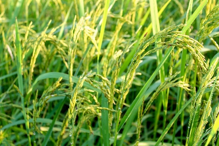 Rice green farm nature Photo