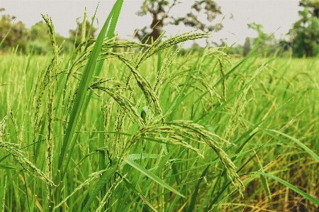 Rice green farm nature Photo