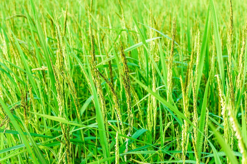 Rice green farm nature