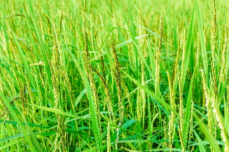 Rice green farm nature Photo