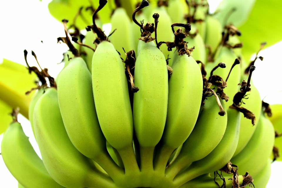 Hijau tropis makanan buah