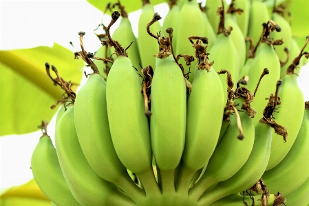 Green tropical food fruit Photo