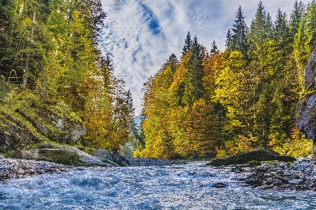 Foto Acqua natura albero selvaggia
