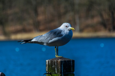 Zdjęcie Mewa ptaki natura zwierzę