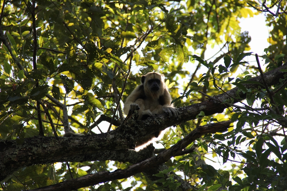 Monyet fauna mamalia pohon